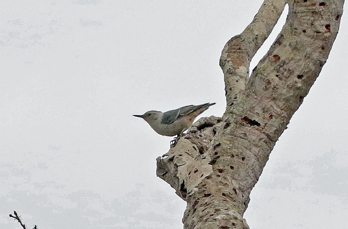 White-breasted Nuthatch (Pacific) - ML464861011