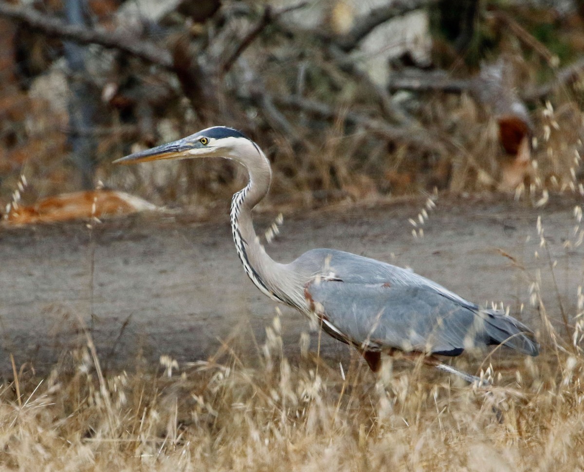 Great Blue Heron (Great Blue) - Don Roberson