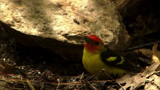 Western Tanager - ML464862
