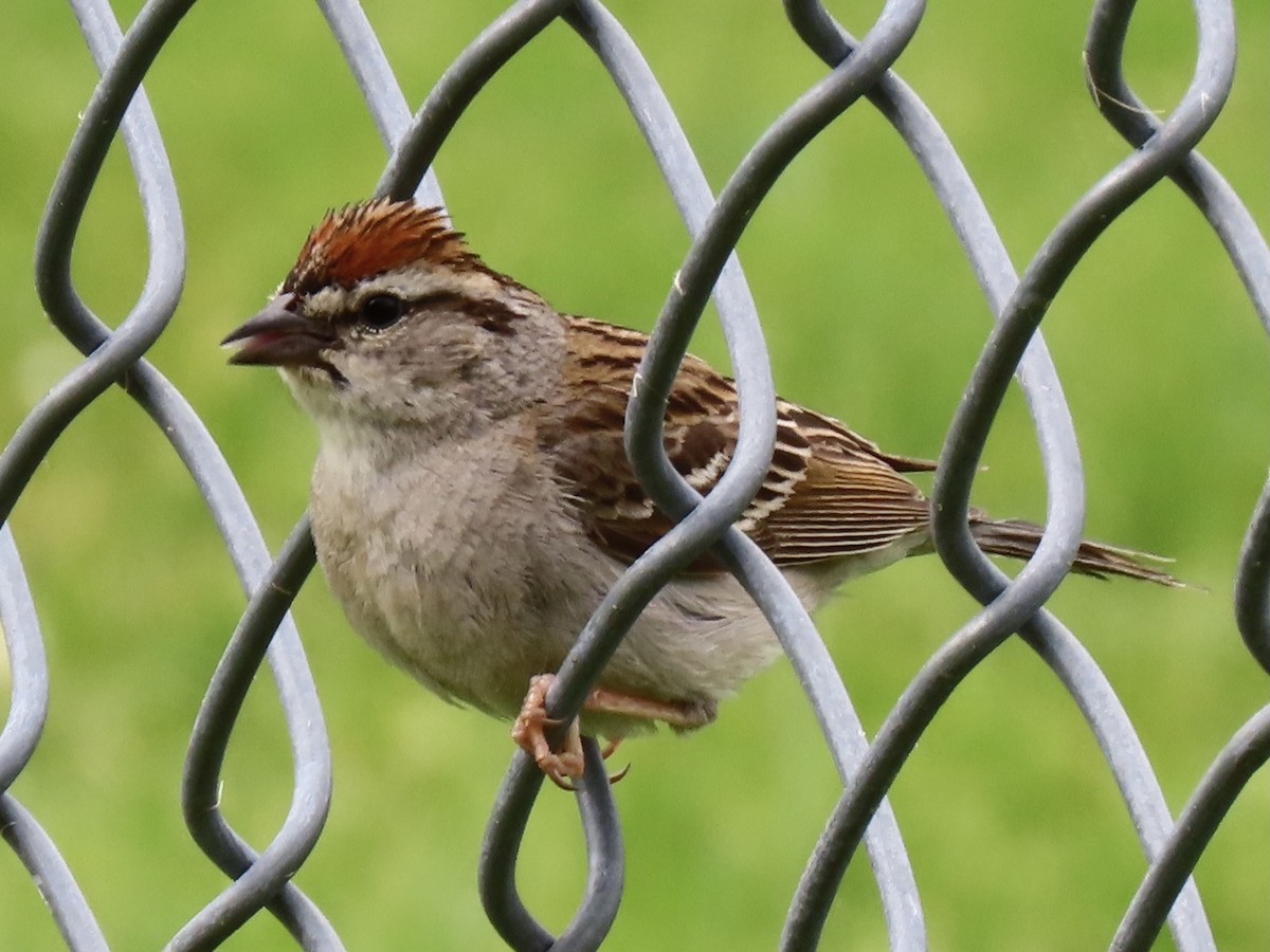 Chipping Sparrow - Mark Spencer
