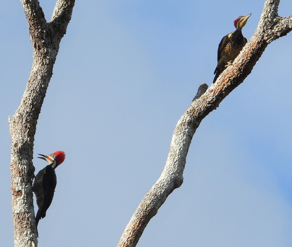 Lineated Woodpecker - S G Stack