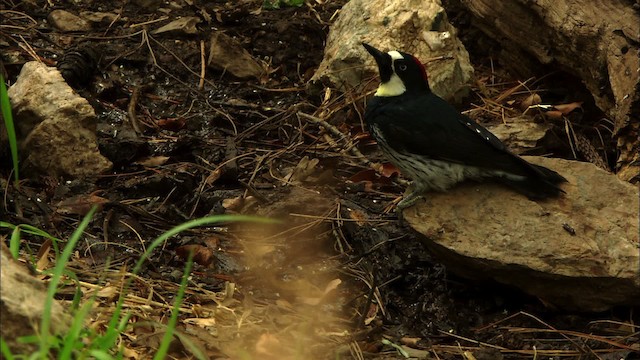 Acorn Woodpecker (Acorn) - ML464871