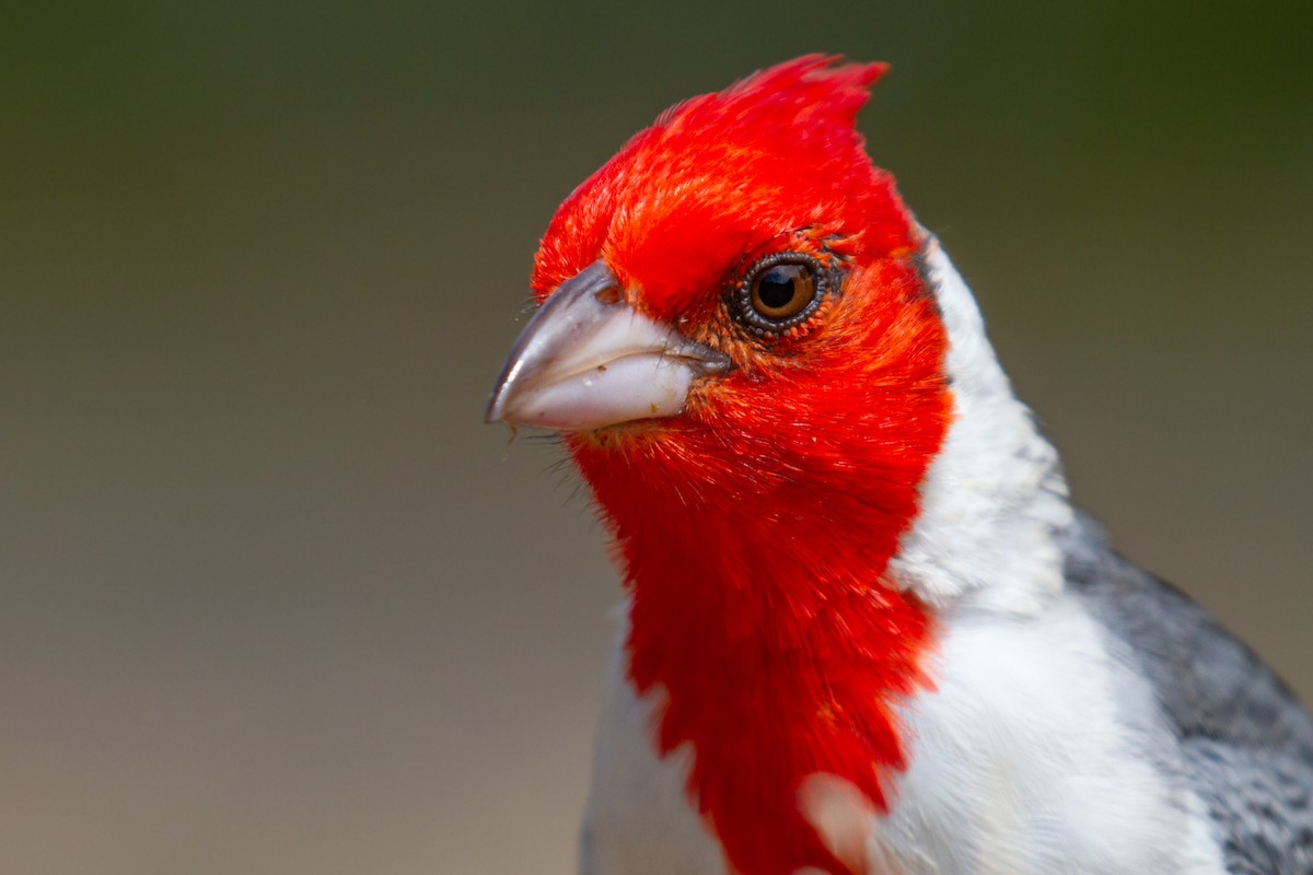 Red-crested Cardinal - ML464875591