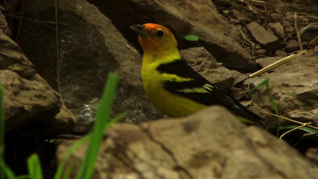 Western Tanager - ML464877