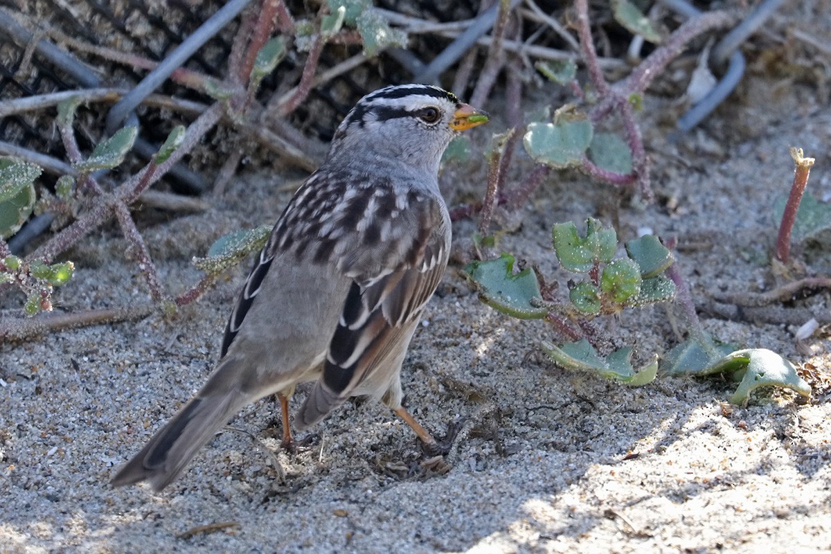 White-crowned Sparrow - ML464877611