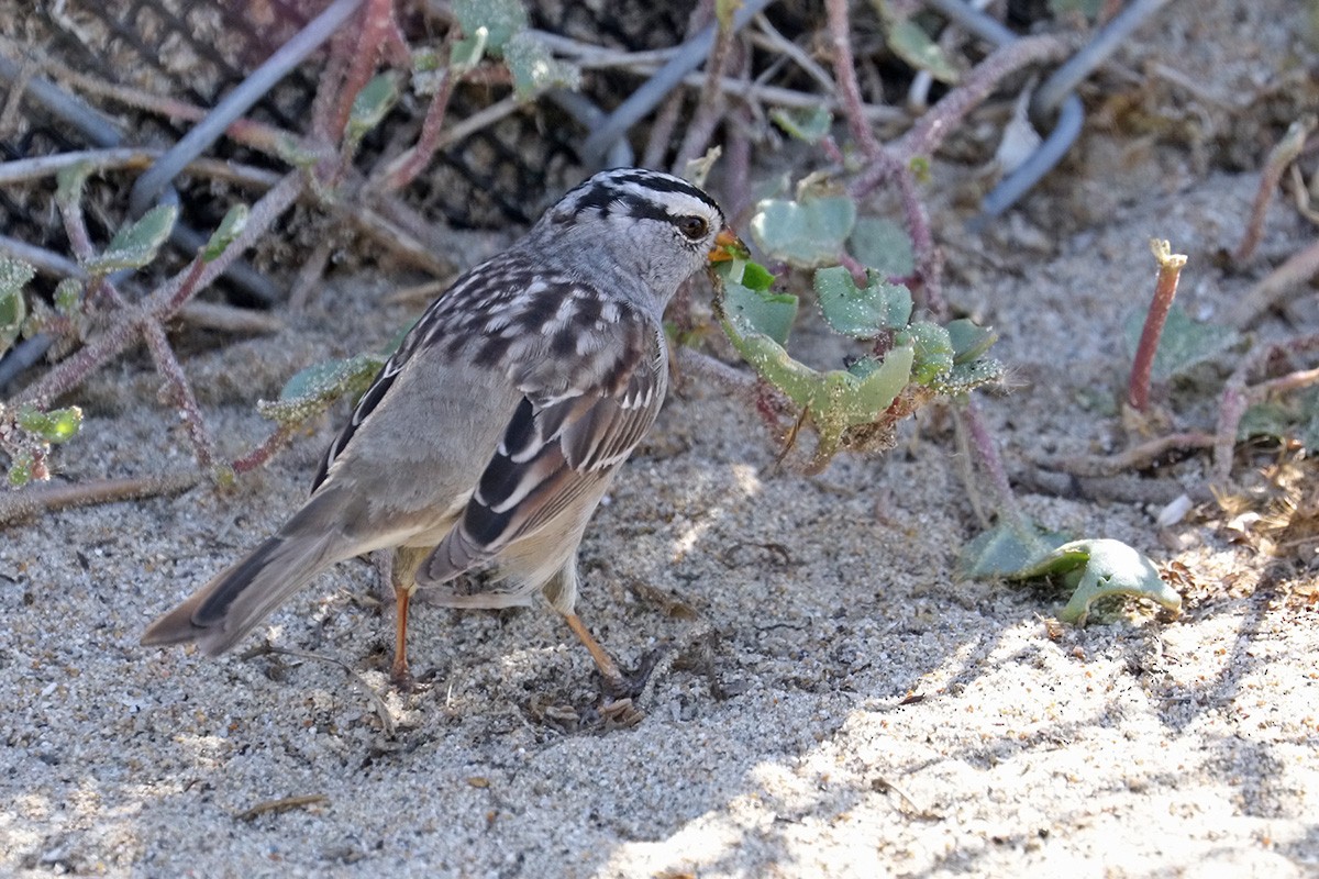 White-crowned Sparrow - ML464877621
