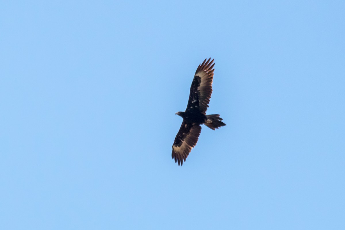 Wedge-tailed Eagle - ML46487911