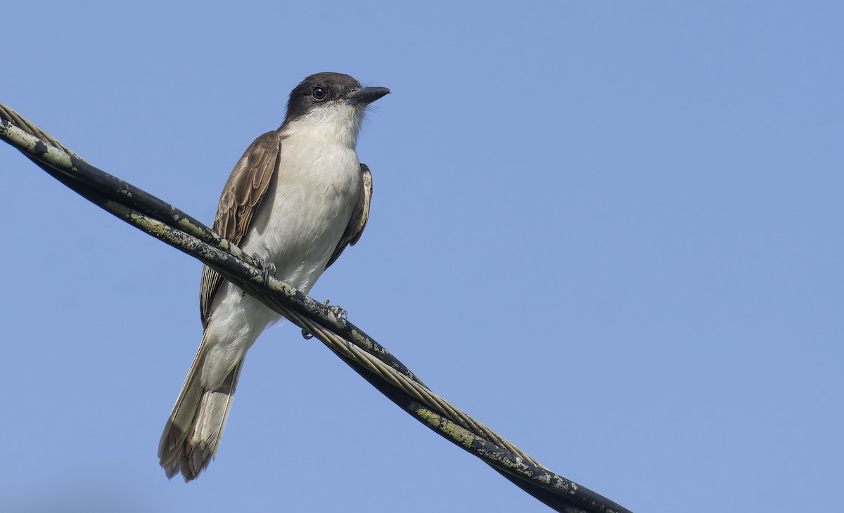 Loggerhead Kingbird (Puerto Rican) - ML464879571