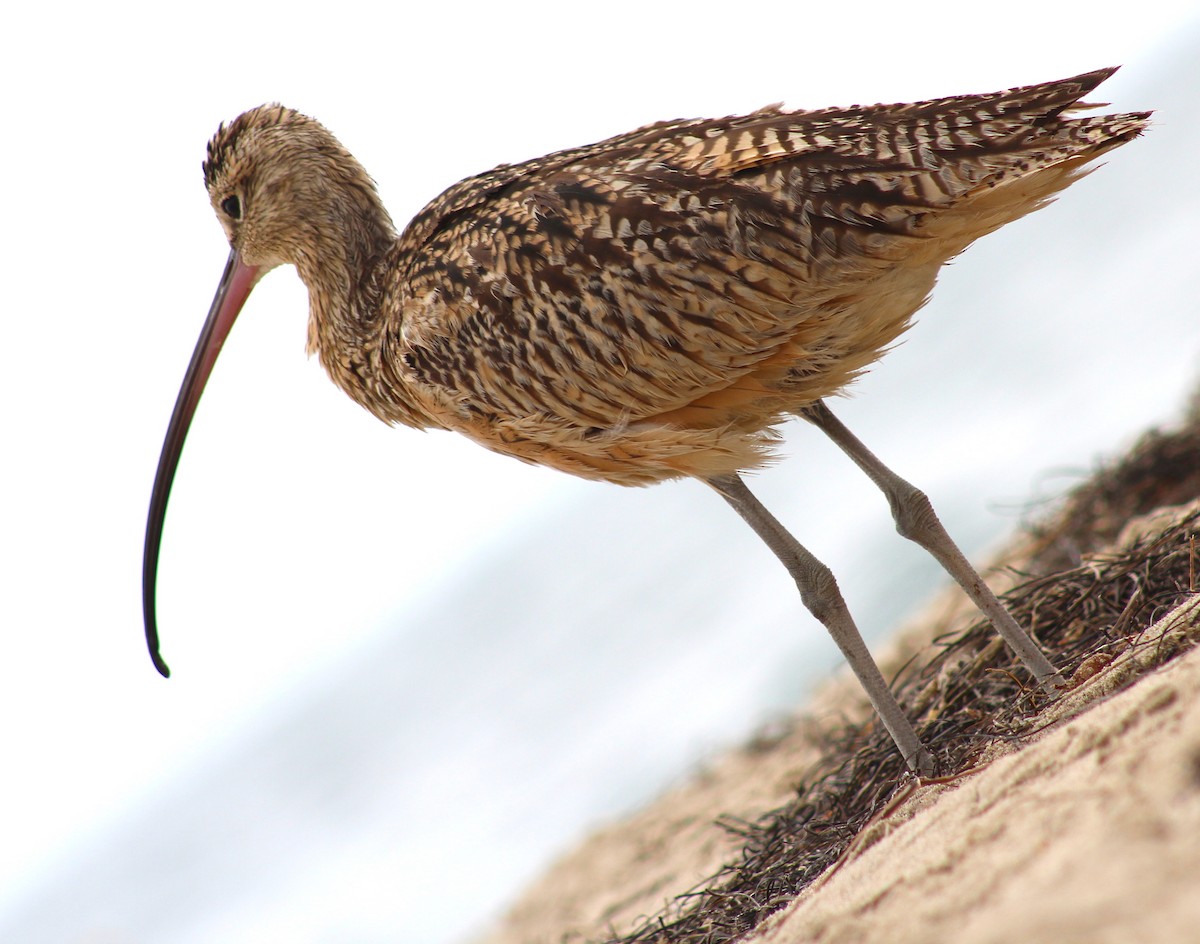 Long-billed Curlew - ML46488061