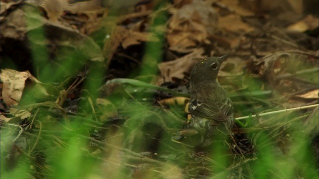 Yellow-rumped Warbler (Audubon's) - ML464882