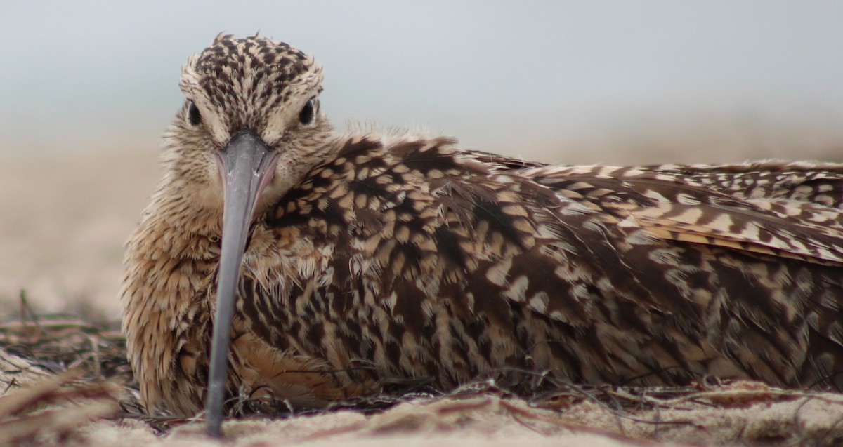 Long-billed Curlew - ML46488221