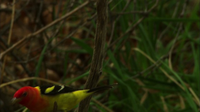 Western Tanager - ML464883