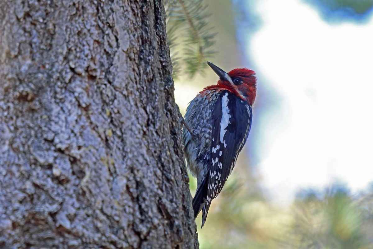Red-breasted Sapsucker - ML46488341