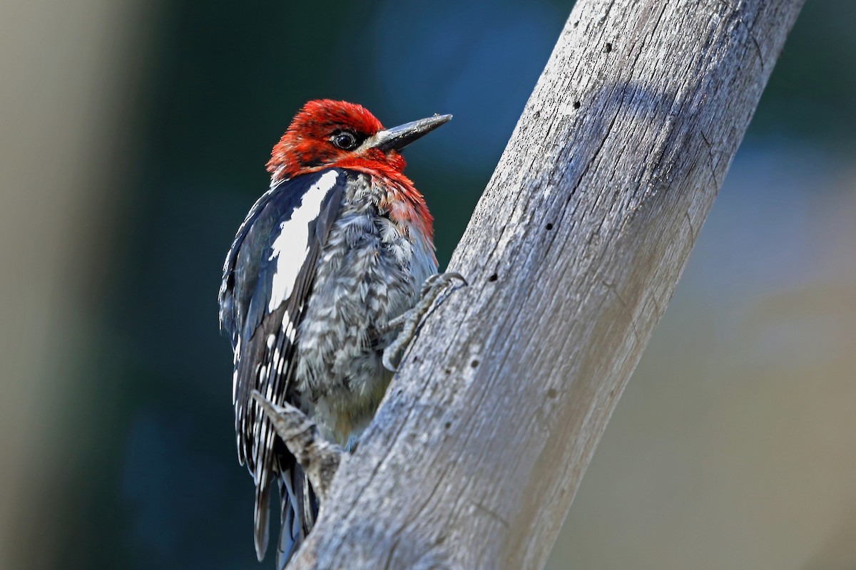 Red-breasted Sapsucker - ML46488351