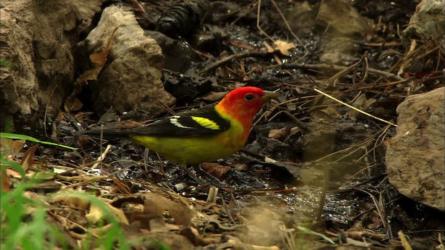 Western Tanager - ML464884