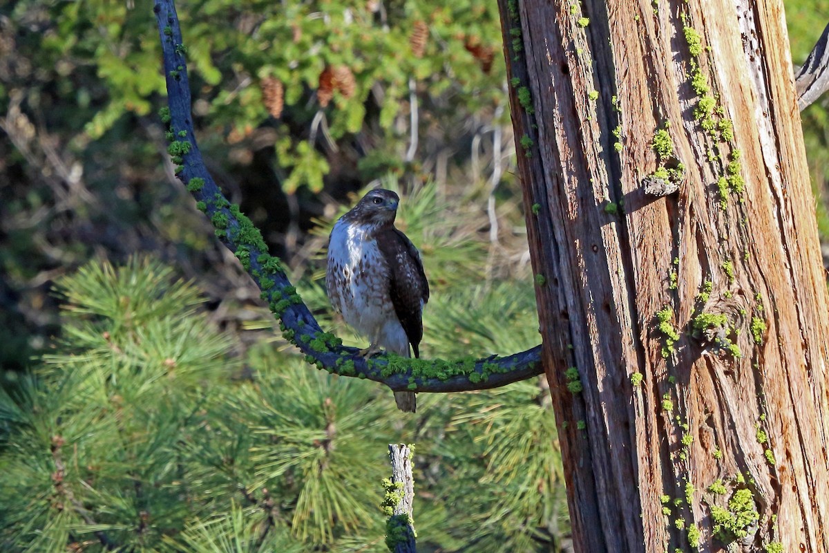 Red-tailed Hawk (calurus/alascensis) - Nigel Voaden