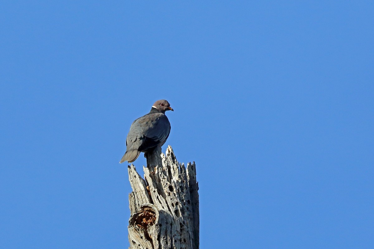 Band-tailed Pigeon - Nigel Voaden