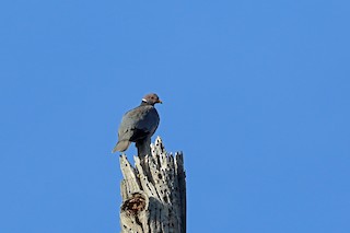 Band-tailed Pigeon, ML46488471