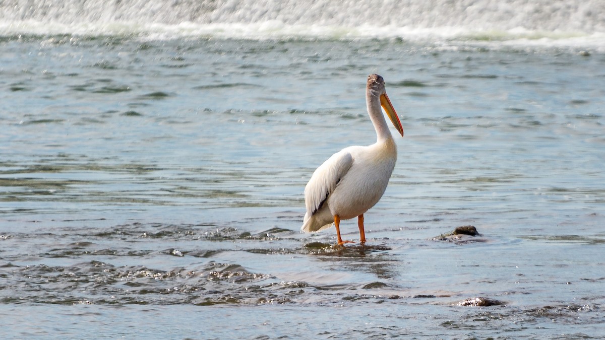 pelikán severoamerický - ML464884771