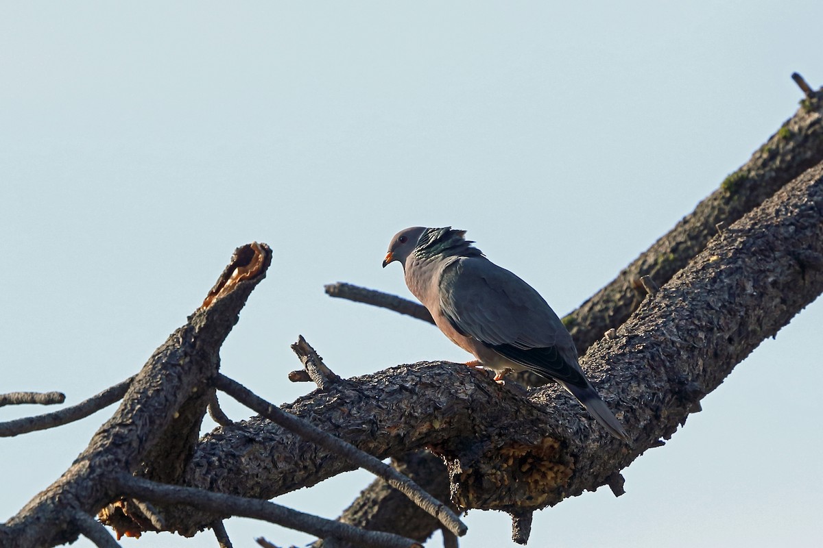 Band-tailed Pigeon - ML46488481