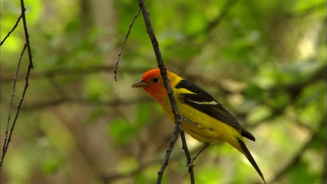  - Western Tanager