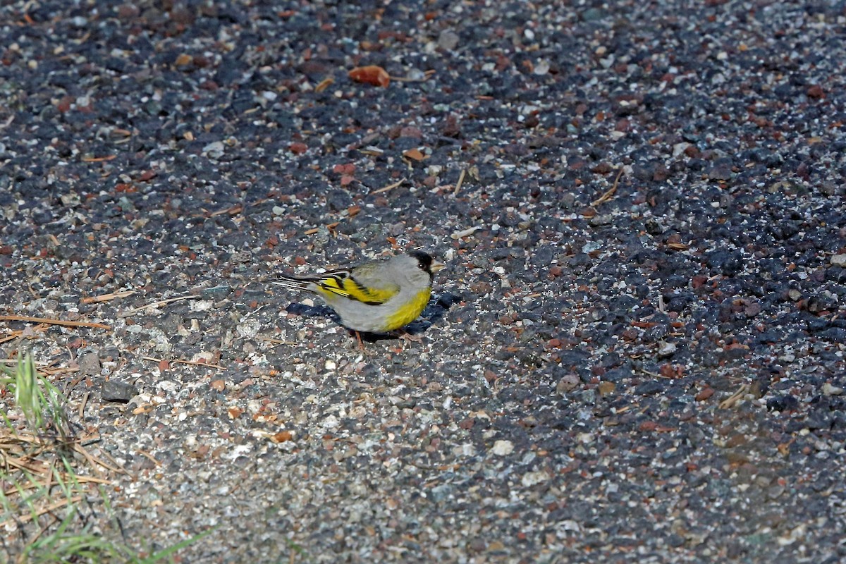 Lawrence's Goldfinch - ML46488551