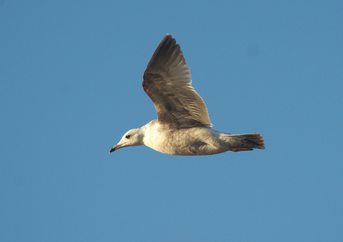 Common Gull (Kamchatka) - Matt Boone