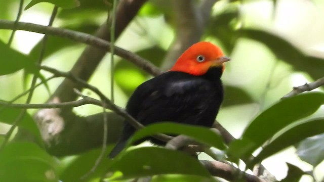 Red-capped Manakin - ML464891081