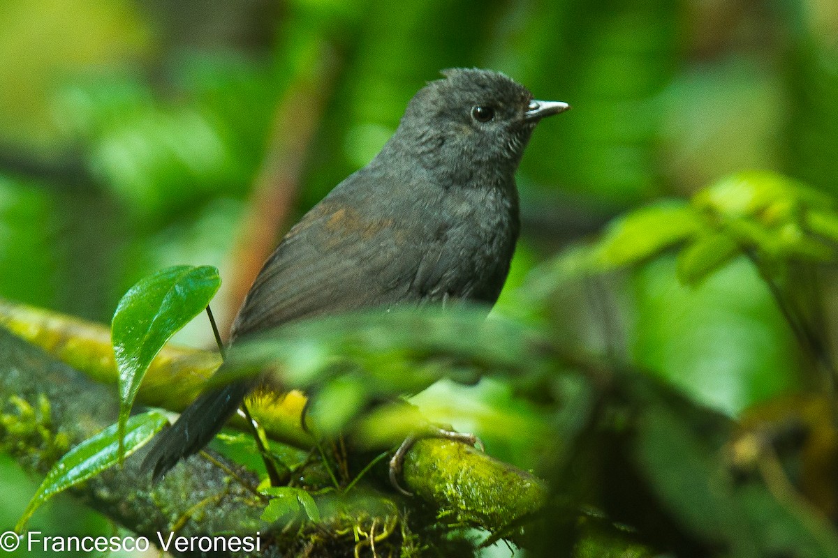 Long-tailed Tapaculo - ML464892601