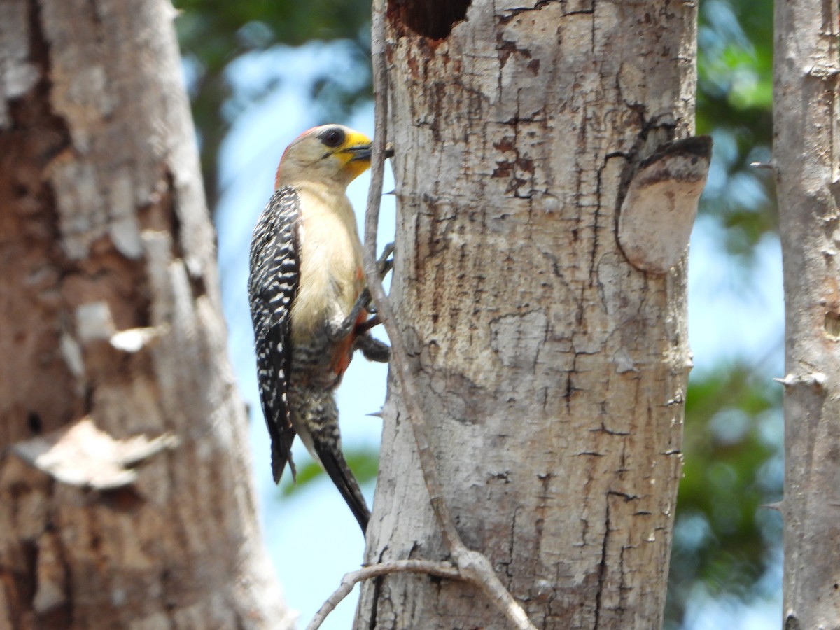 Yucatan Woodpecker - ML464899761