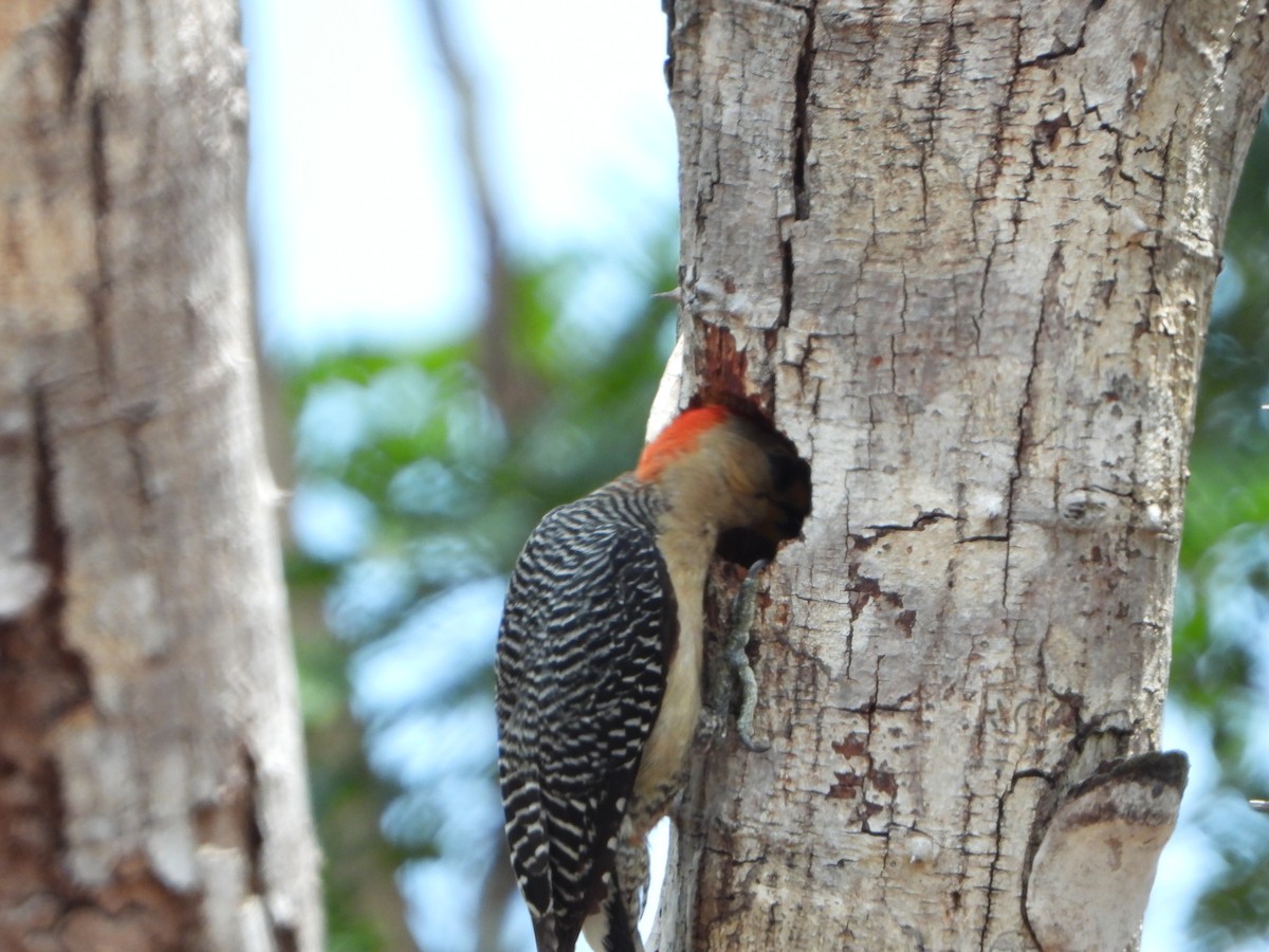 Yucatan Woodpecker - ML464899781