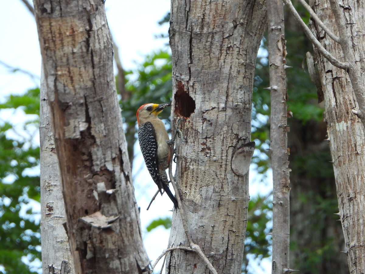 Yucatan Woodpecker - ML464899791