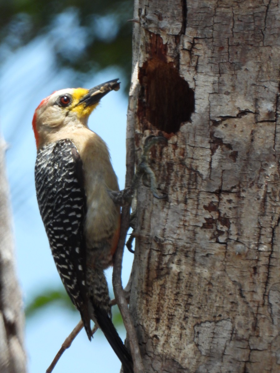 Yucatan Woodpecker - ML464899811