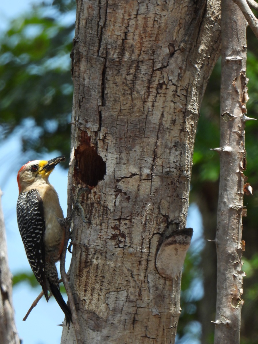 Yucatan Woodpecker - ML464899821