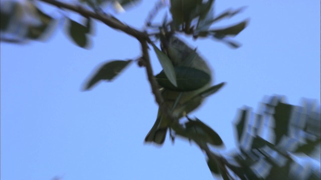 Paruline à couronne rousse (palmarum) - ML464901