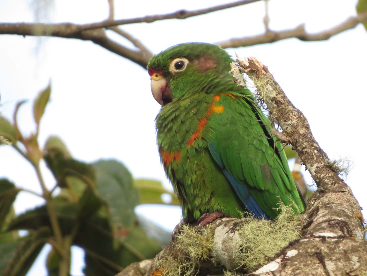 Santa Marta Parakeet - Johnnier Arango 🇨🇴 theandeanbirder.com