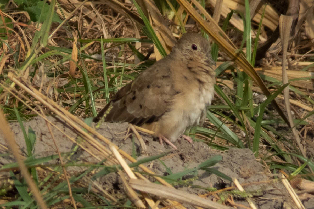 Plain-breasted Ground Dove - ML464903651