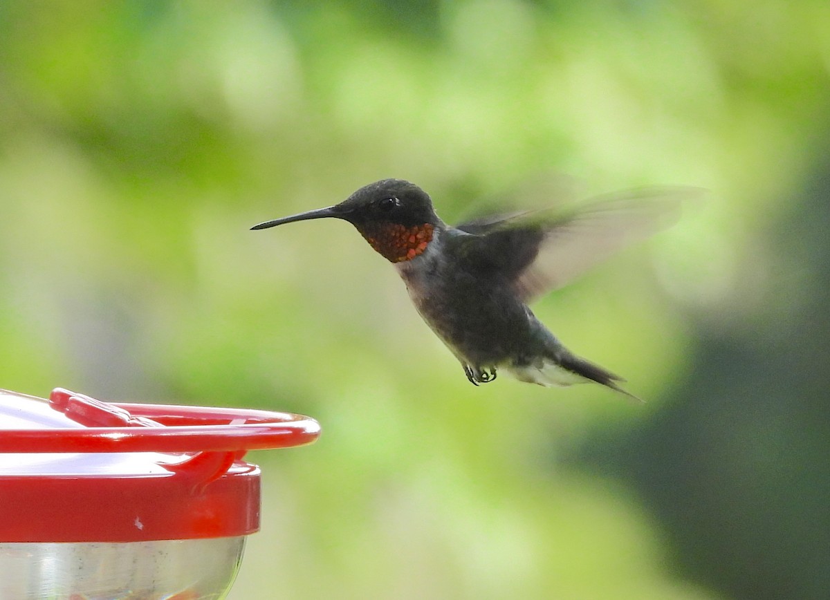 Ruby-throated Hummingbird - ML464905901