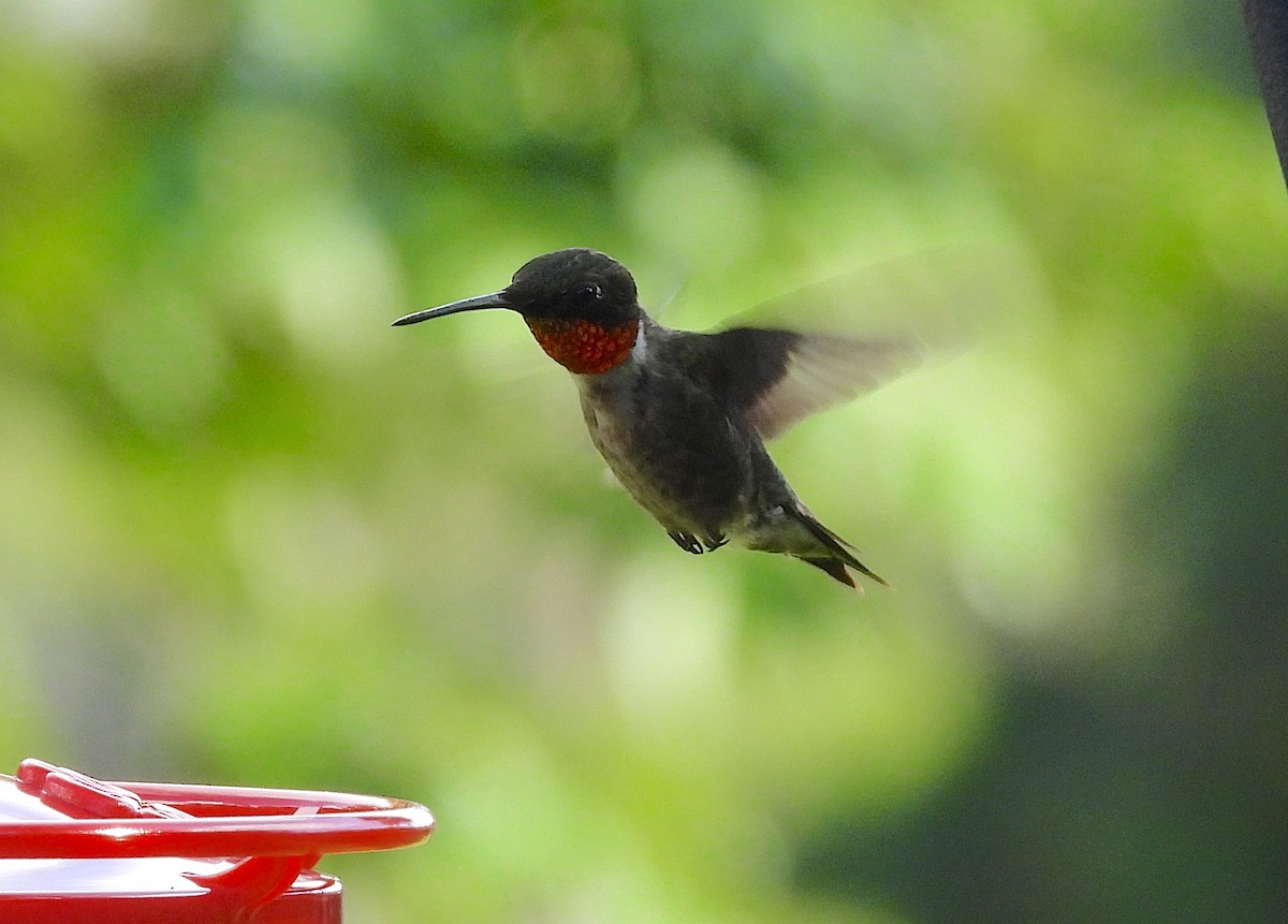 Ruby-throated Hummingbird - ML464905921