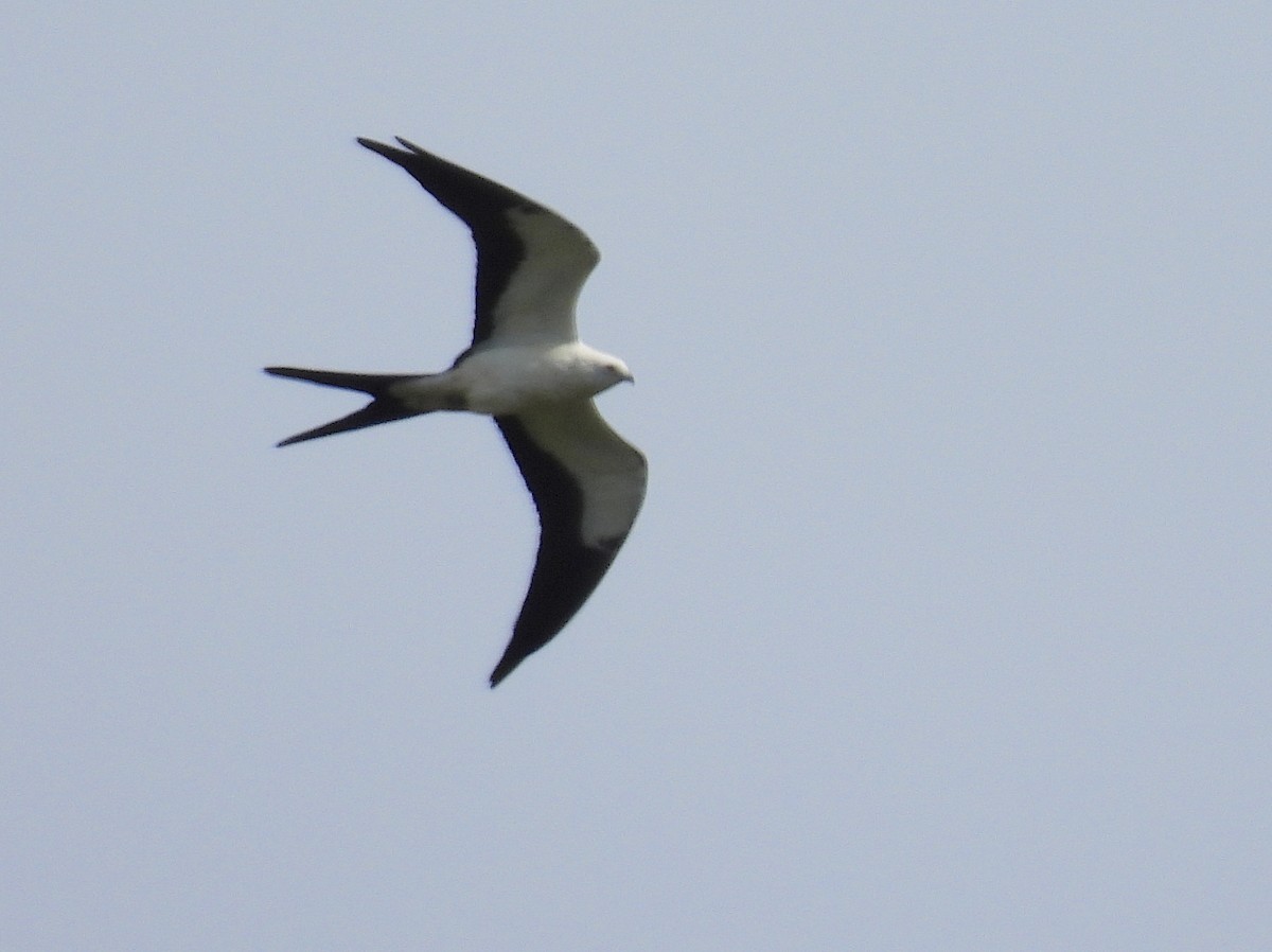 Swallow-tailed Kite - ML464905981