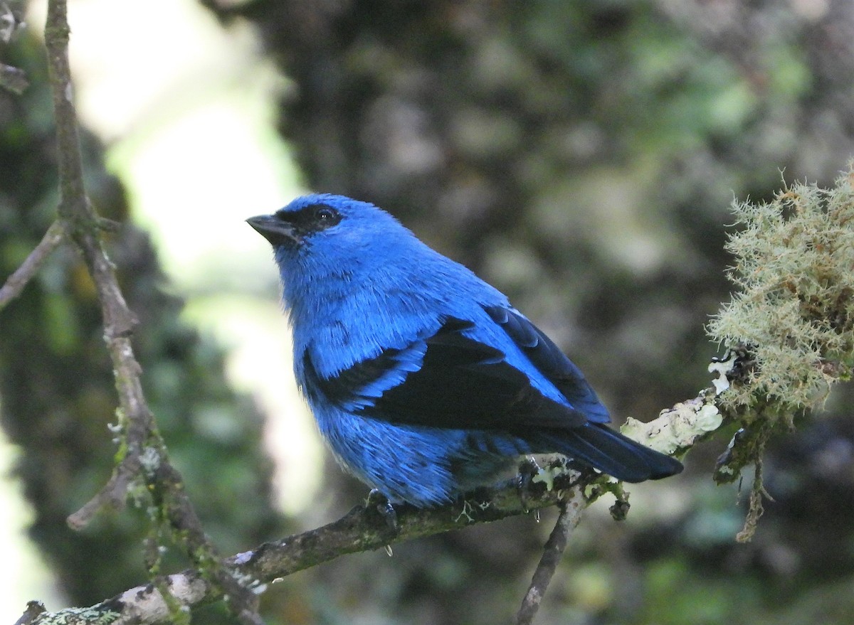 Blue-and-black Tanager - ML464906061