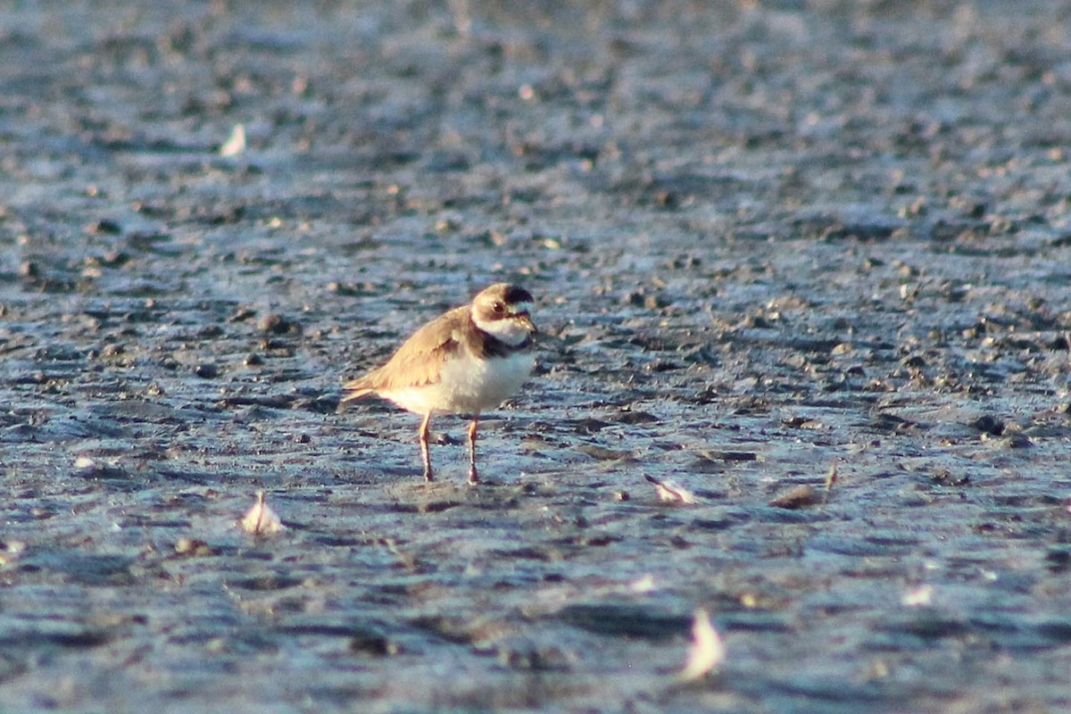 Semipalmated Plover - ML464906111