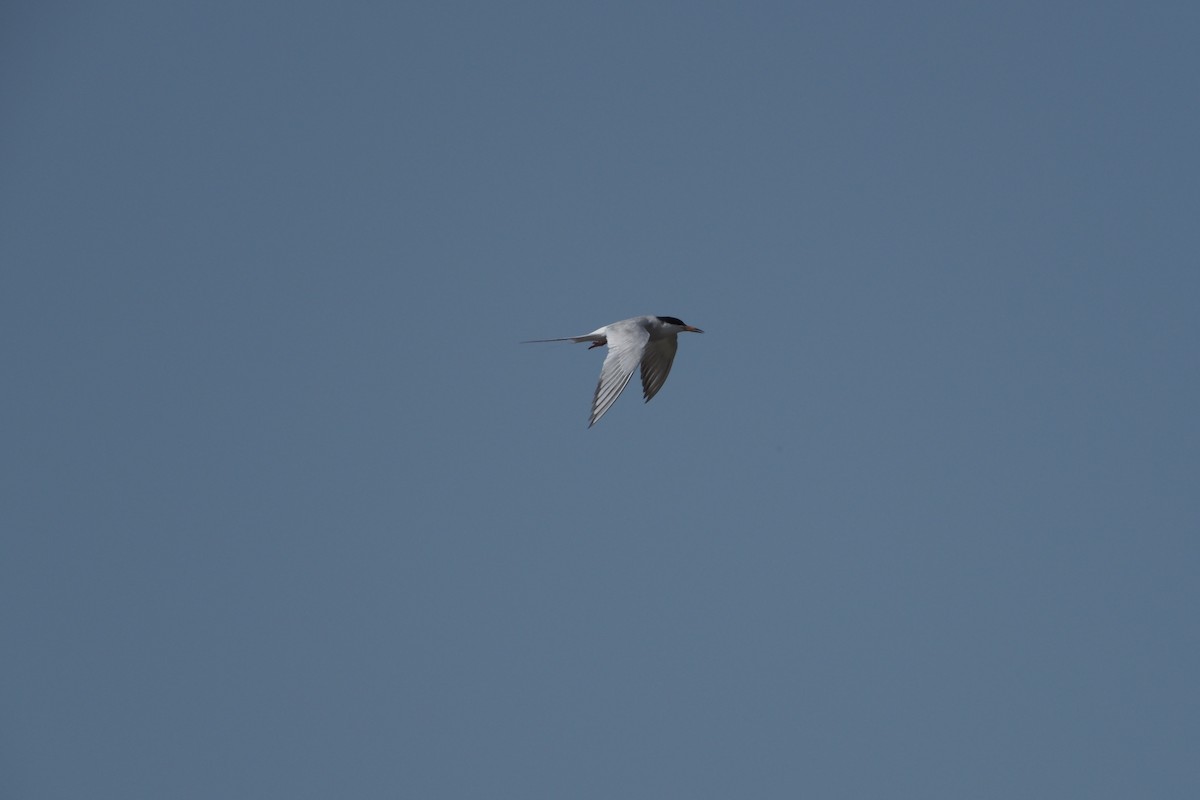 Common Tern - ML464906781