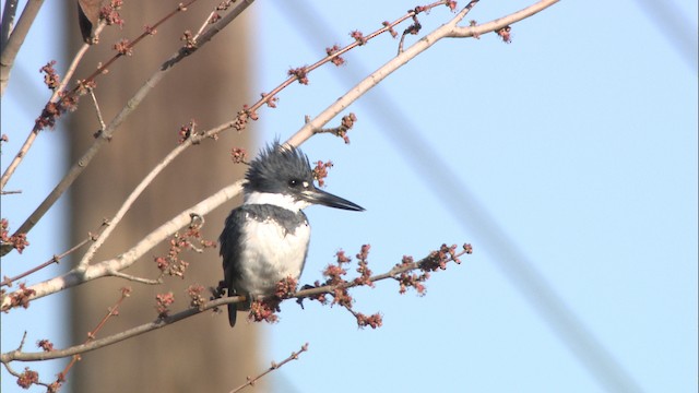 Belted Kingfisher - ML464907