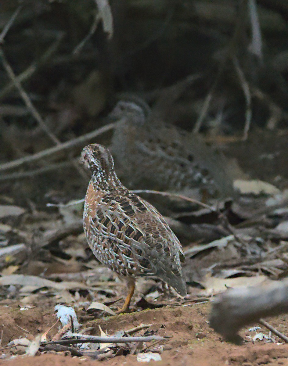 Painted Buttonquail - ML464908061