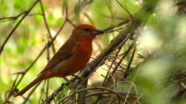 Hepatic Tanager (Northern) - ML464917