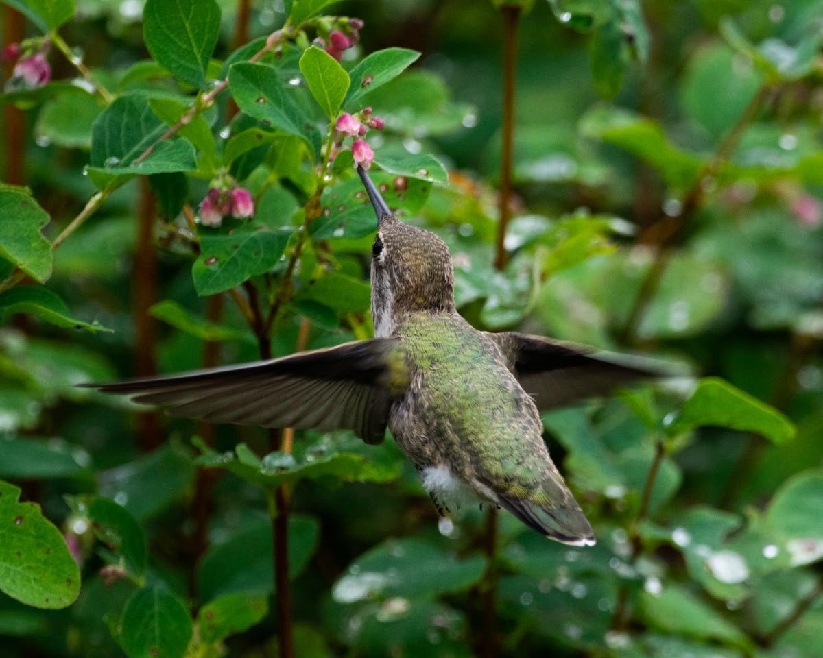 Anna's Hummingbird - ML464919181