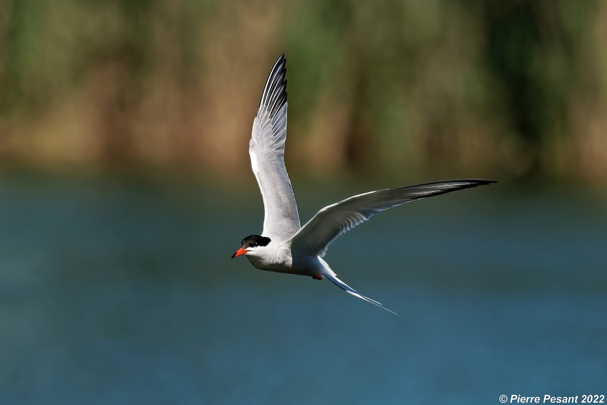 Common Tern - ML464920321
