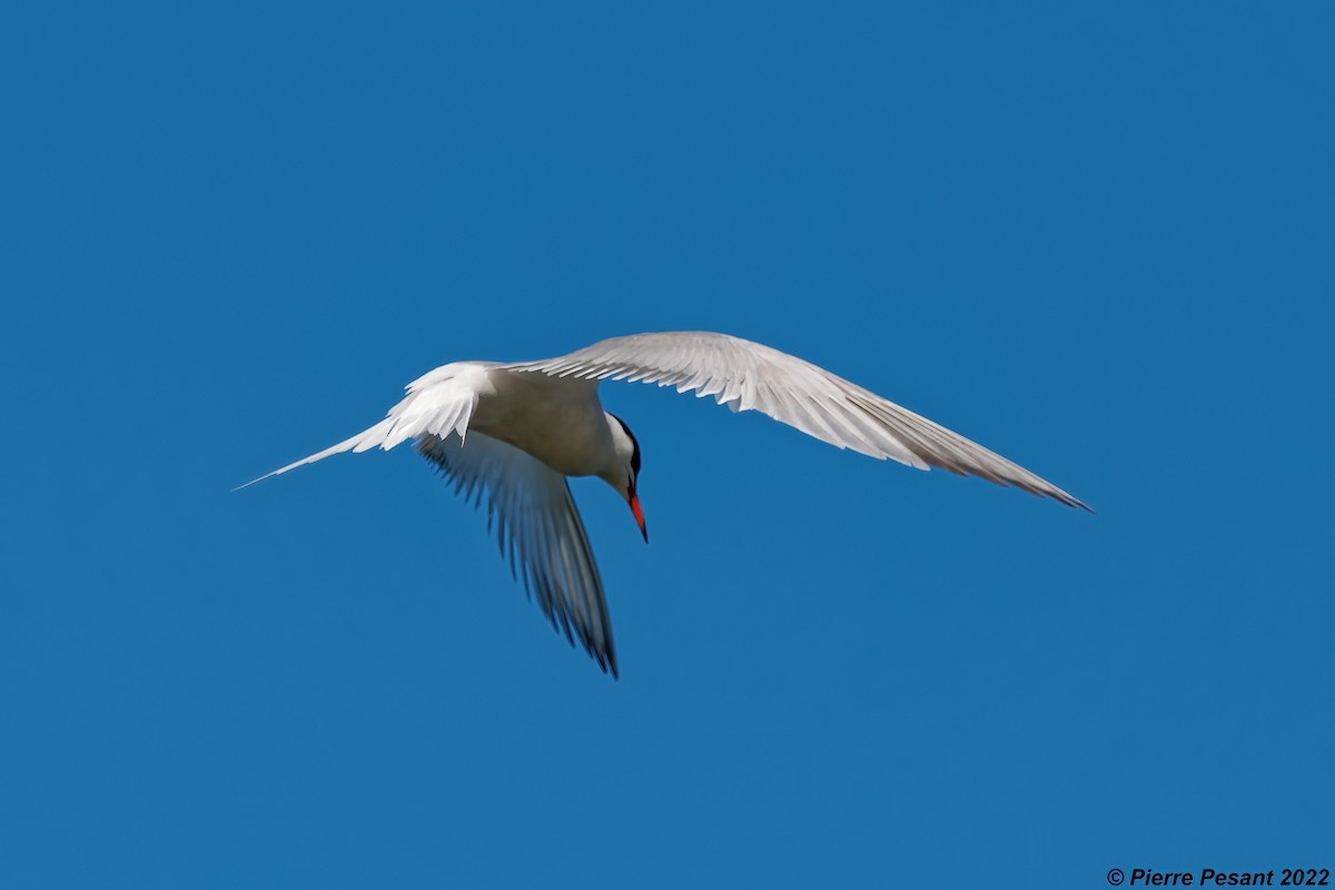Common Tern - ML464921071