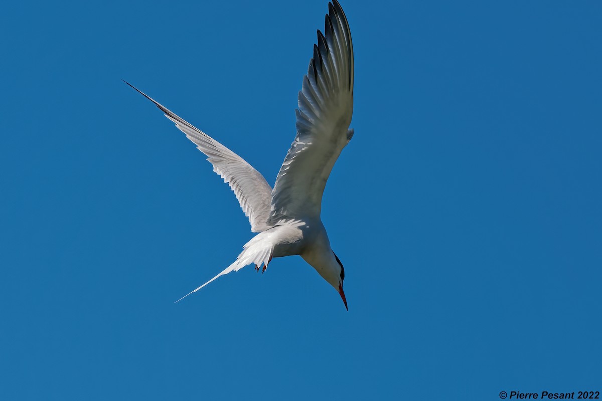 Common Tern - ML464921091